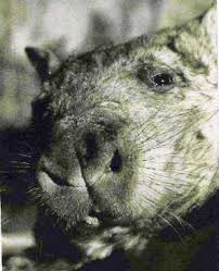 Image result for Northern hairy-nosed wombat