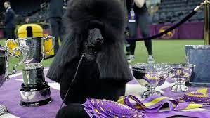 There's just one day until a dog is named best in show at the 144th westminster kennel club dog show. Lyzuqbwzr8mbpm