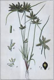 Image result for Pycreus gracillimus