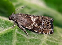 Image result for Cydia microgrammana