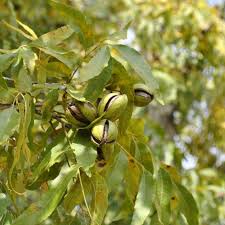 Easily find pecan tree farmland for sale at farmflip.com. Pecan Trees From Stark Bro S Pecan Trees For Sale