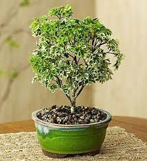 Aralia, or spikenard, is a genus of the family araliaceae, consisting of 68 accepted species of deciduous or evergreen trees, shrubs, and rhizomatous herbace. Aralia Miniature White Nurture Plant