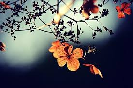Flower delivery in faridabad from dp saini florist. 70 000 Free Petals Nature Images