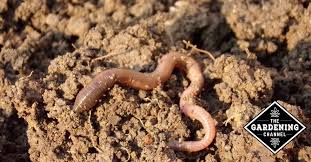 Run the lawn mower in a single direction across the lawn. How To Increase The Number Of Earth Worms In Your Garden Soil Gardening Channel