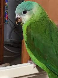 Originally posted to flickr as grey headed parrot. Grey Cheeked Parakeet Home Facebook