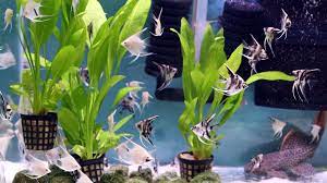 Maybe you would like to learn more about one of these? Using Live Plants In Your Home Aquarium