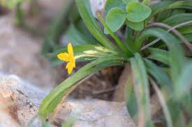 Image result for Hypoxis angustifolia