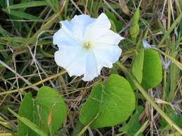 Image result for Ipomoea violacea