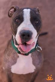 The Sanctuary Cute Dogs Beautiful Creatures Animal Lover