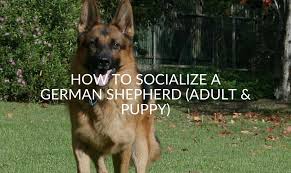 6 males 1 female available. How To Socialize A German Shepherd Adult Puppy Jubilant Pups