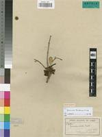 Image result for Garcinia buchneri