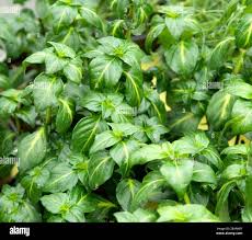 Image result for Rungia