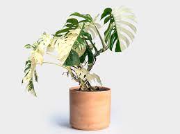 Ternyata, daun tanaman monstera gak selalu bermotif sobekan atau lubang. Monstera Tanaman Hias Indoor Penyejuk Ruangan