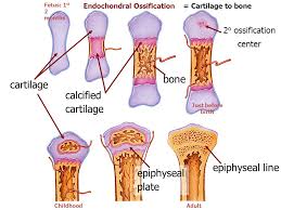 Bone.5 the epiphyseal plate and the metaphy­ seal region are the major growth compart­ ments of the bone.3. Skeletal System You Tube My Bones Song Ppt Video Online Download