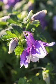 Image result for Aquilegia flabellata ministar