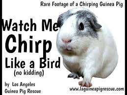 Pin On All About Animals