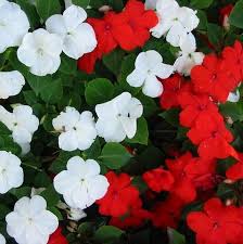 All impatiens need to be in consistent moisture where they are not sitting in very wet soil for very long but not allowed to dry out either. Impatiens