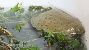 In addition to actively hunting prey, they will also burrow into the sand or mud and use surprise attacks to catch their prey. Transform Your Softshell Turtle Bite All In For The 99 Percent