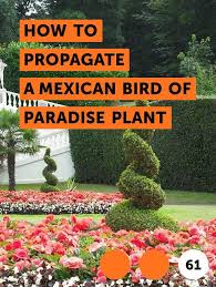 Bird Of Paradise Propagation From Seed Learn How To Propagate A Mexican Bird Of Paradise Plant How To Guides Tips And Tricks Paradise Plant Birds Of Paradise Plant Plants