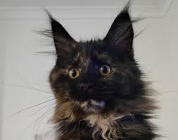 ✓ free for commercial use ✓ high quality images. Shaman At 15 Weeks She S A Black Tortie Maine Coon Torties