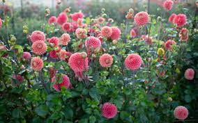 Use the spade to cut them into parts by carefully placing the spade at the centre of the clump and cutting through it several times. Recommended Dahlia Sources Floret Flowers