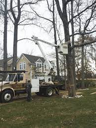 Maybe you would like to learn more about one of these? Tree Services Red Bank Removal Trimming Pruning Fertilizer 07701 Frontier Tree