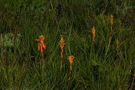 Image result for Aloe nuttii