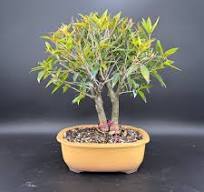 Ficus Bonsai Trees: Ginseng and Retusa Plants at ...