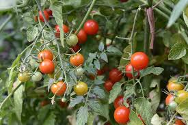 Do plants really respond to epsom salt? Epsom Salt For Plants Don T Go There Flower Patch Farmhouse