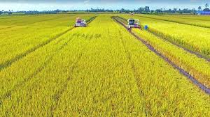 Pemandangan di sawah padi pada masa itu sangat cantik kerana padi sedang menguning. Rm10 Juta Bina Infrastruktur Luar Jelapang Padi Di Kelantan