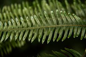 Image result for Pteris friesii