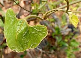 Image result for Kedrostis