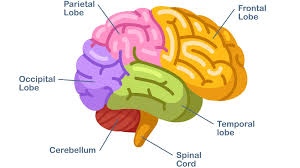 Image result for Frontal Lobe