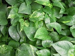 Devil's ivy is a climbing plant that can grow indoors with minimal maintenance. Golden Pothos Are Toxic To Pets Pet Poison Helpline