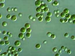 Obligate marine fungi grow exclusively in the marine habitat while wholly or sporadically submerged in sea water. How Does Algae Form In Water Bottles What Is Algae Quora