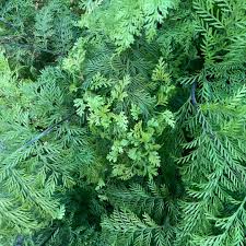 Image result for Asplenium emarginatum