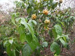 Image result for Morinda angolensis
