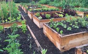 Harvest and maintenance go faster because you can see exactly where the fruits are. How To Start A Vegetable Garden Gardening For Beginners