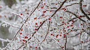 Use These Free Dnr Photo Scenes To Zoom Into A Winter Wonderland Mlive Com Customize 1,920+ zoom background design templates. zoom into a winter wonderland