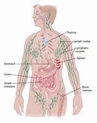What causes cancerous lymph nodes? Lymph Nodes And Cancer