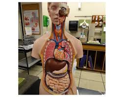Locate the following body parts on your model and read about their function. Torso Model