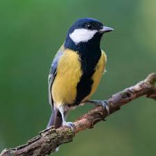 Image result for Kohlmeise vogelhouse