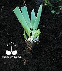 How To Plant Iris Bulbs And Rhizomes Iris Rhizomes Rhizome Plants