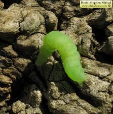 Image result for Autographa gamma