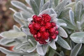 Image result for Helichrysum sordidum