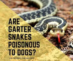 In the event an animal is bitten? Are Garter Snakes Poisonous To Dogs