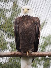 Caes was smitten, and zeearend ('sea eagle') very much the successor to. Amerikaanse Zeearend Blanckendaell Park