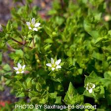 Image result for Cliffortia serpyllifolia