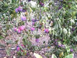 Hanging Plums Tree Garden Design Espalier Fruit Trees Ornamental Trees