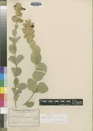 Image result for Tinnea apiculata